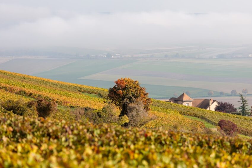 Photo Vineyard landscape